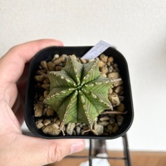 ユーフォルビア バリダ 鉢ごとの画像