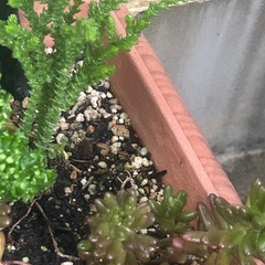 多肉植物あげます！の画像