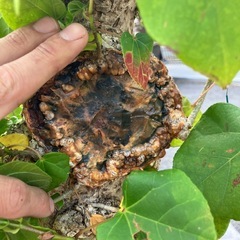 オオハマボウ　盆栽の画像