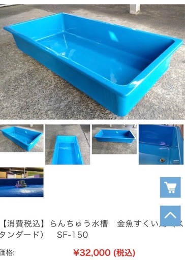 金魚すくい らんちゅう 水槽