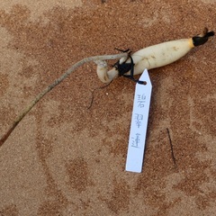 花蓮  花蓮レンコン  レンコン苗  「碧翠蓮」の画像