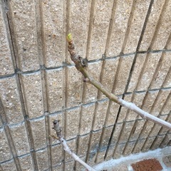 イチジクの木　の画像