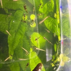 熱帯魚　ゴールデンデルモゲニー稚魚　　1匹100円の画像