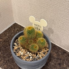 小さなサボテンの画像