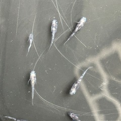 🐟白虎メダカ10匹の画像