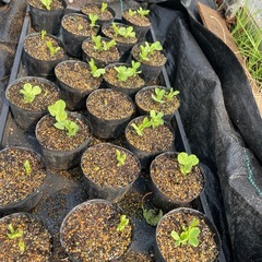 絹サヤ🌱苗の画像