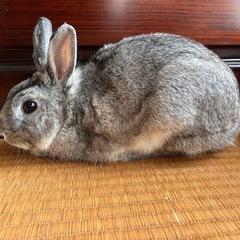 うさぎ 1歳半程度