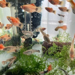 ミックスグッピー10匹+ミッキーマウスプラティ5匹+水草の画像