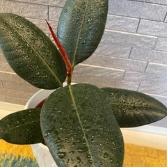 観葉植物ゴムの木の画像