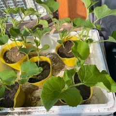 メロン苗（マルセイユ）苗交換可能！本葉2〜3枚の元気な自根苗ですの画像