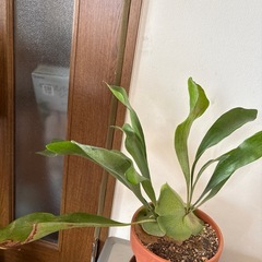 コウモリランの画像