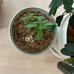 観葉植物の画像