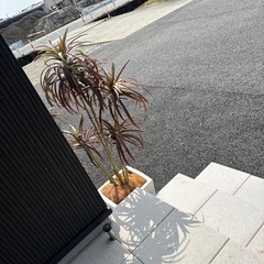 フェイク観葉植物　の画像