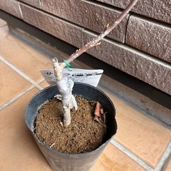 紅豊　ベニユタカ　八重咲　桜　　接木苗木　ガーデン　ガーデニングの画像