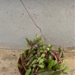 ルビーネックレス　抜き苗の画像