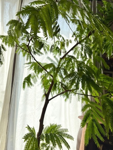 【お取引中】エバーフレッシュ    大きな観葉植物　