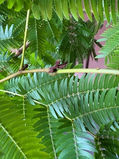 【お取引中】エバーフレッシュ    大きな観葉植物　