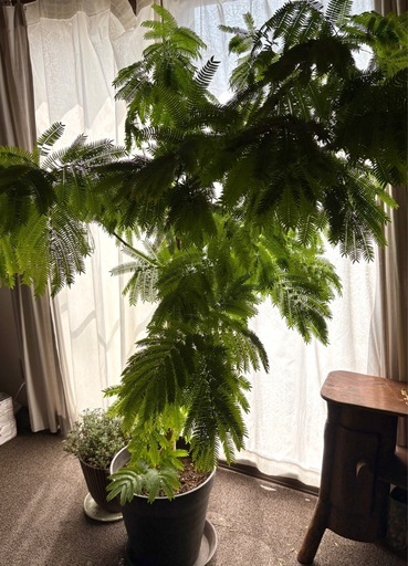 【お取引中】エバーフレッシュ    大きな観葉植物　