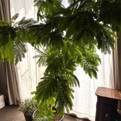 エバーフレッシュ    大きな観葉植物　の画像