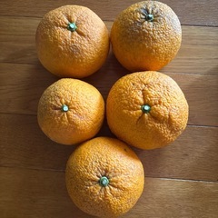 あまなつの画像