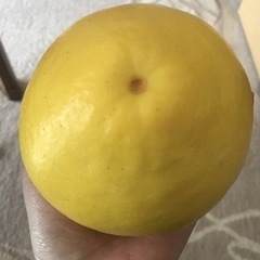 産地直送📦土佐文旦10㎏の画像