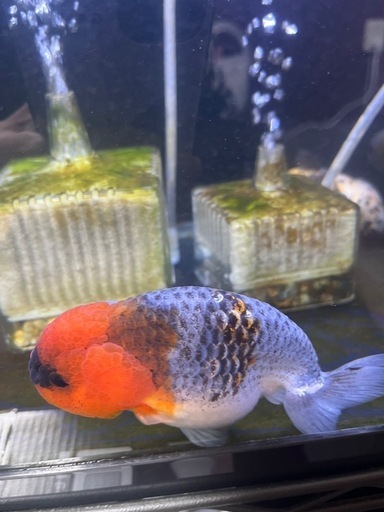 金魚　麒麟らんちゅう
