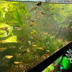 決まりました。🐠ミックス国産グッピー、稚魚〜成魚を50匹　　　　　　　　4／4（土）11時〜12時のみのお渡し。の画像