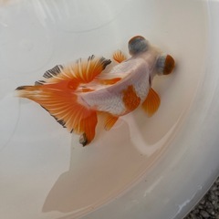 金魚　蝶尾　1匹4000円の画像