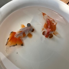 金魚　蝶尾　1匹4000円の画像