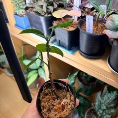 ハイビスカス　赤の画像