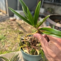 御簾影の青の画像