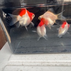 金魚　タマサバ4匹セット
の画像
