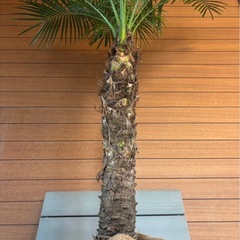 フェニックスロベレニー お取引中の画像