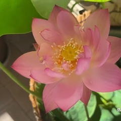 【株分け】ピンクの可愛い茶碗ハス（レンコン）メダカのビオトープに！の画像