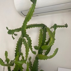 観葉植物　ユーフォルビアラクテア2株　サボテン　の画像