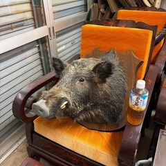 イノシシ　　剥製の画像