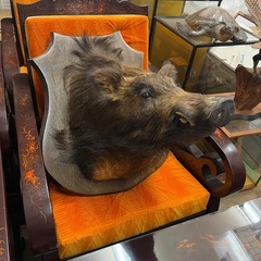 イノシシの剥製 の画像