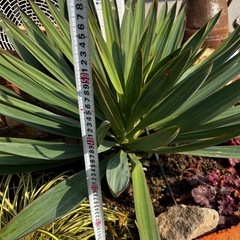 ユッカ　グロリオサ　キミガヨランの画像