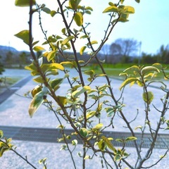 ギルドエッジ,グミの木/ナワシログミの画像