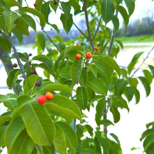 ソヨゴ,株立ち,植物/観葉植物　『樹高約1.9m』