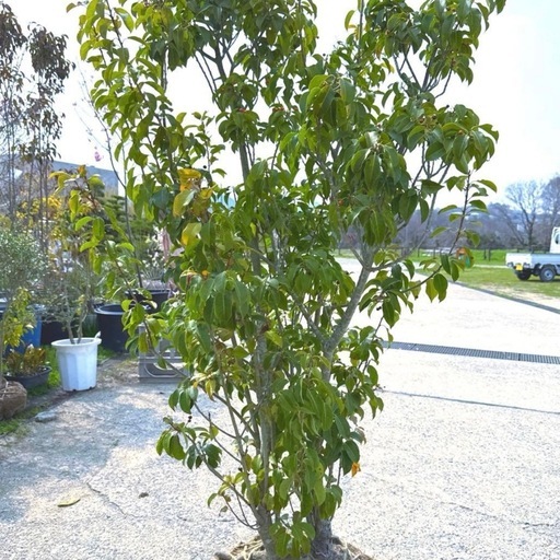 ソヨゴ,株立ち,植物/観葉植物　『樹高約1.9m』
