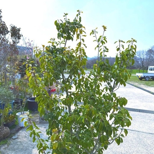 ソヨゴ,株立ち,植物/観葉植物　『樹高約1.9m』