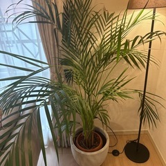 フロアライト　160cmくらいの画像