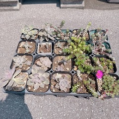 【多肉植物】の画像