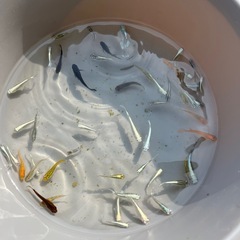 MIXメダカ50匹
の画像