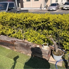 無償譲渡・ボックスウッド 5本　洋風垣根　H1m×W2.3mの画像