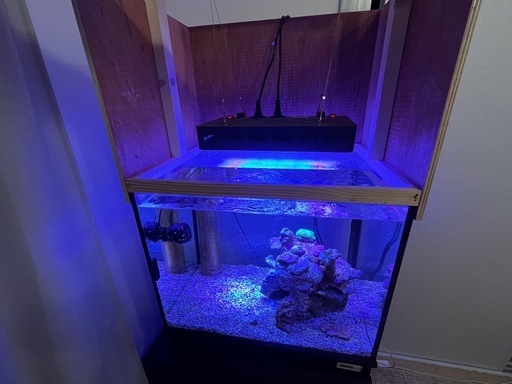 海水魚 オーバーフロー水槽　セット