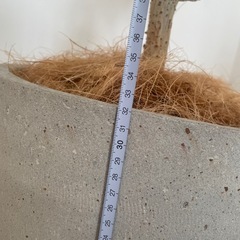 無印良品 観葉植物 セメント鉢 １１号 ウンベラータの画像