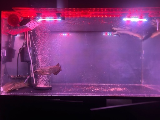 ノーザンバラムンディアロワナ
 ノーザンバラムンディ インドネシア 8～9cm | アクアショップ魚力