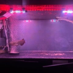 ノーザンバラムンディアロワナ
の画像